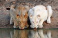 /album/photo-gallery-religious-quotes/lionesses-at-the-water-hole-jpg/